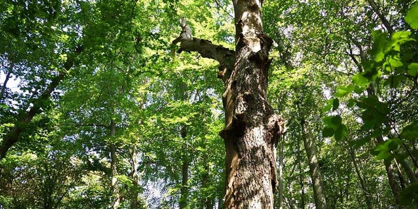 Landkreis M Nchen Projekt Eremiten Im Klosterwald Maria Eich Erh Lt