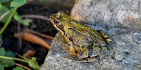 Der Springfrosch auf Wanderung