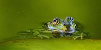 Foto: Frosch