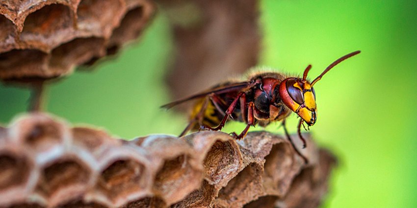 Foto: Hornisse beim Nestbau