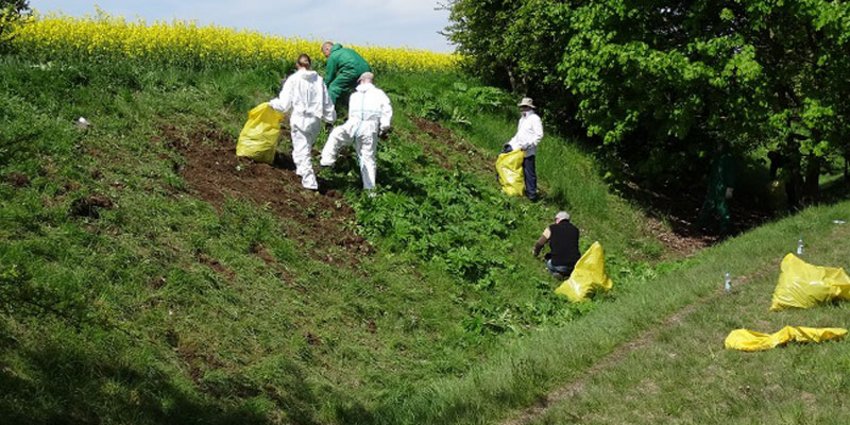 Foto: Ehrenamtliche Helfer der Gruppe "Taten Schenken" (www.tatenschenken.de) bei der Vernichtung von Riesenbärenklau. Die Schutzanzüge werden benötigt, um den Hautkontakt mit den problematischen Pflanzensäften zu vermeiden.