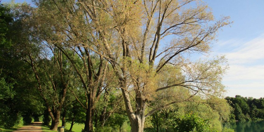 Foto: von Gespinstmotten befallene Weide am Heimstettener See