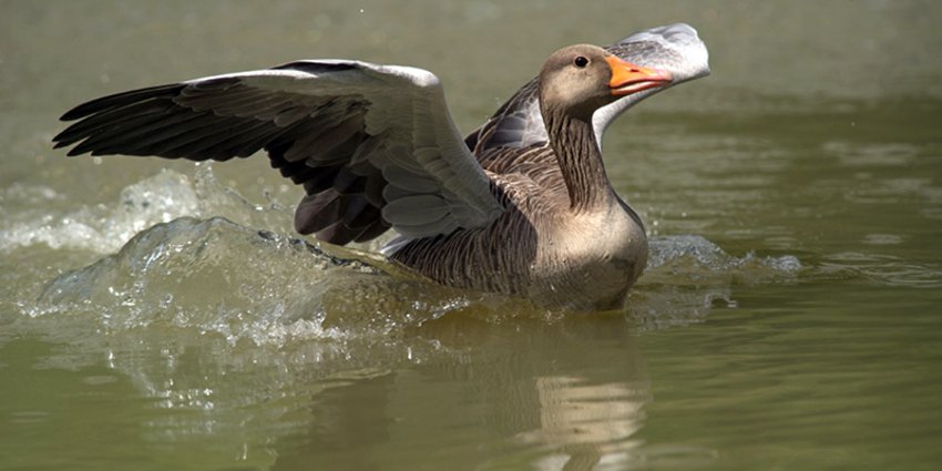 Foto: Gans im Wasser