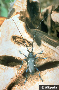 Foto: Asiatischer Laubholzbockkäfer