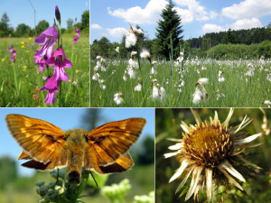 Foto: Sumpf-Gladiole, Streuwiese Deininger Moos, Früher Kommafalter und Gold-Distel